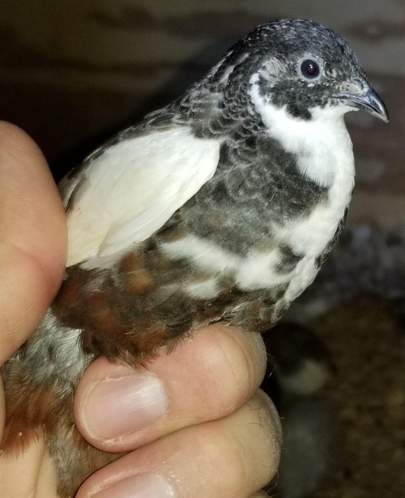 18 ++ Button Quail Hatching Eggs