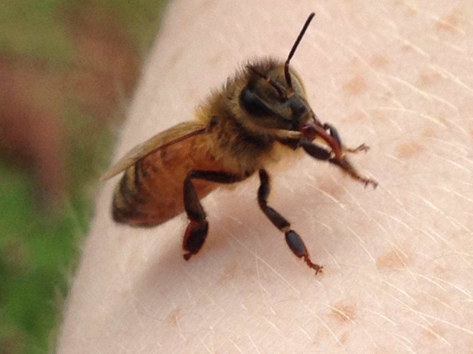 Raw Sourwood Honey North Georgia Mountains (16oz Pour Bottle)