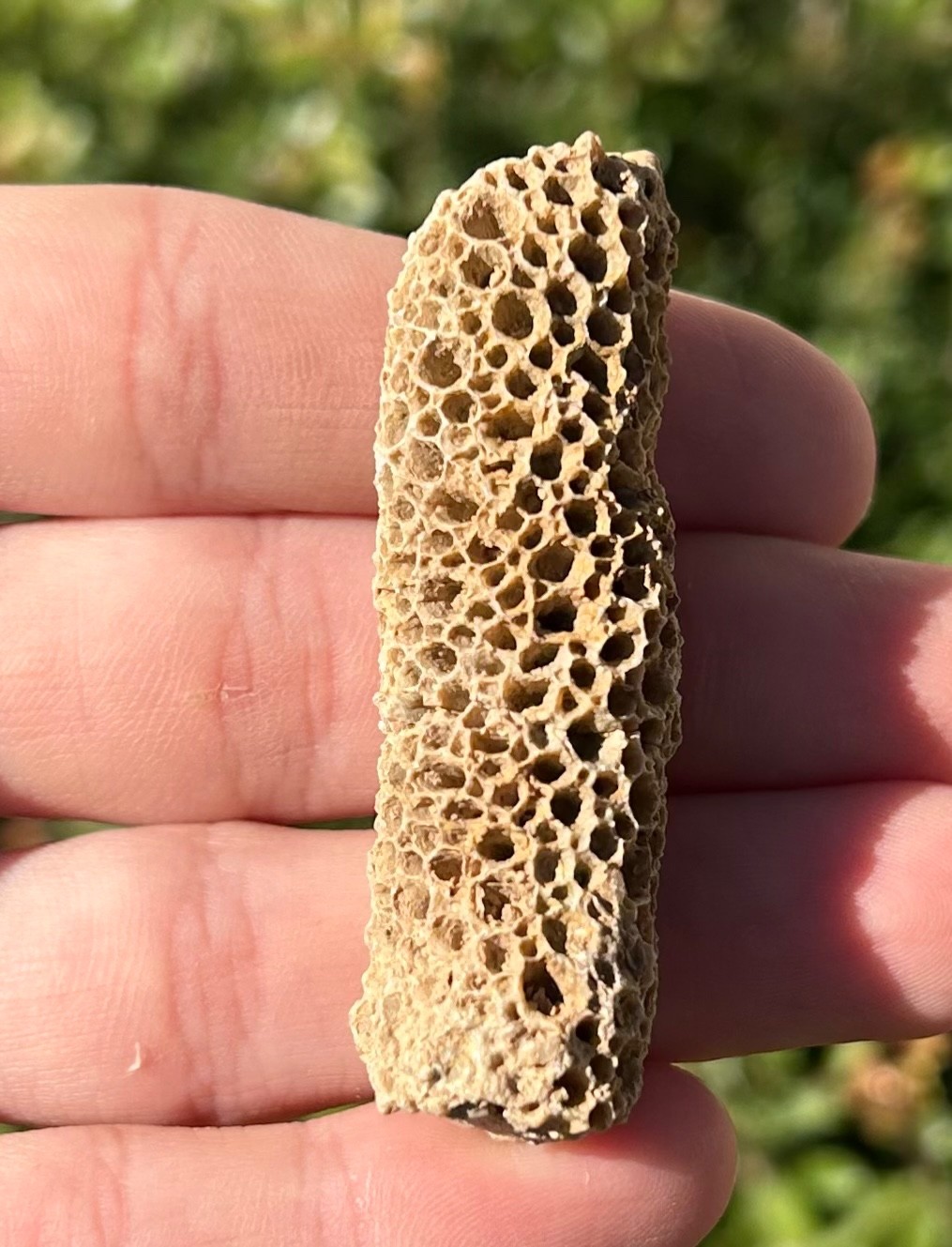 Oklahoma Fossil Coral Striatopora Pennsylvanian Age Gene Autry Shale