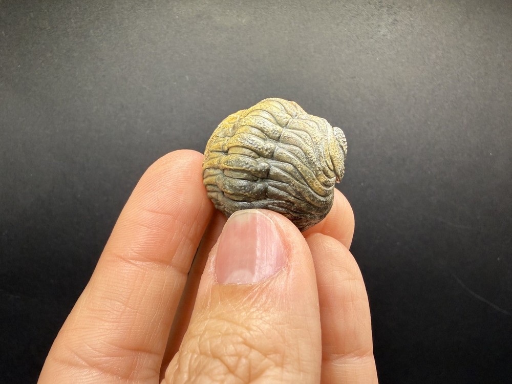 Enrolled Moroccops Trilobite