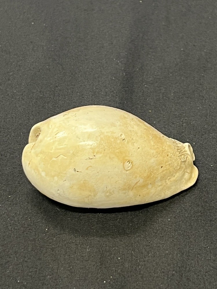 EXTINCT Fossilized COWRIE Shell From Central Florida - Pliocene Era.