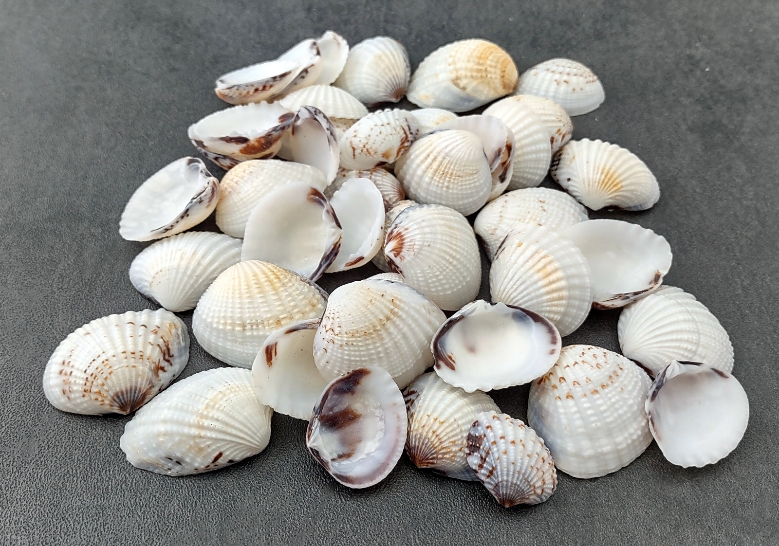 Speckled White Brown Black Clam Seashells approx. 1 cup 45+ shells 0.75+ inches