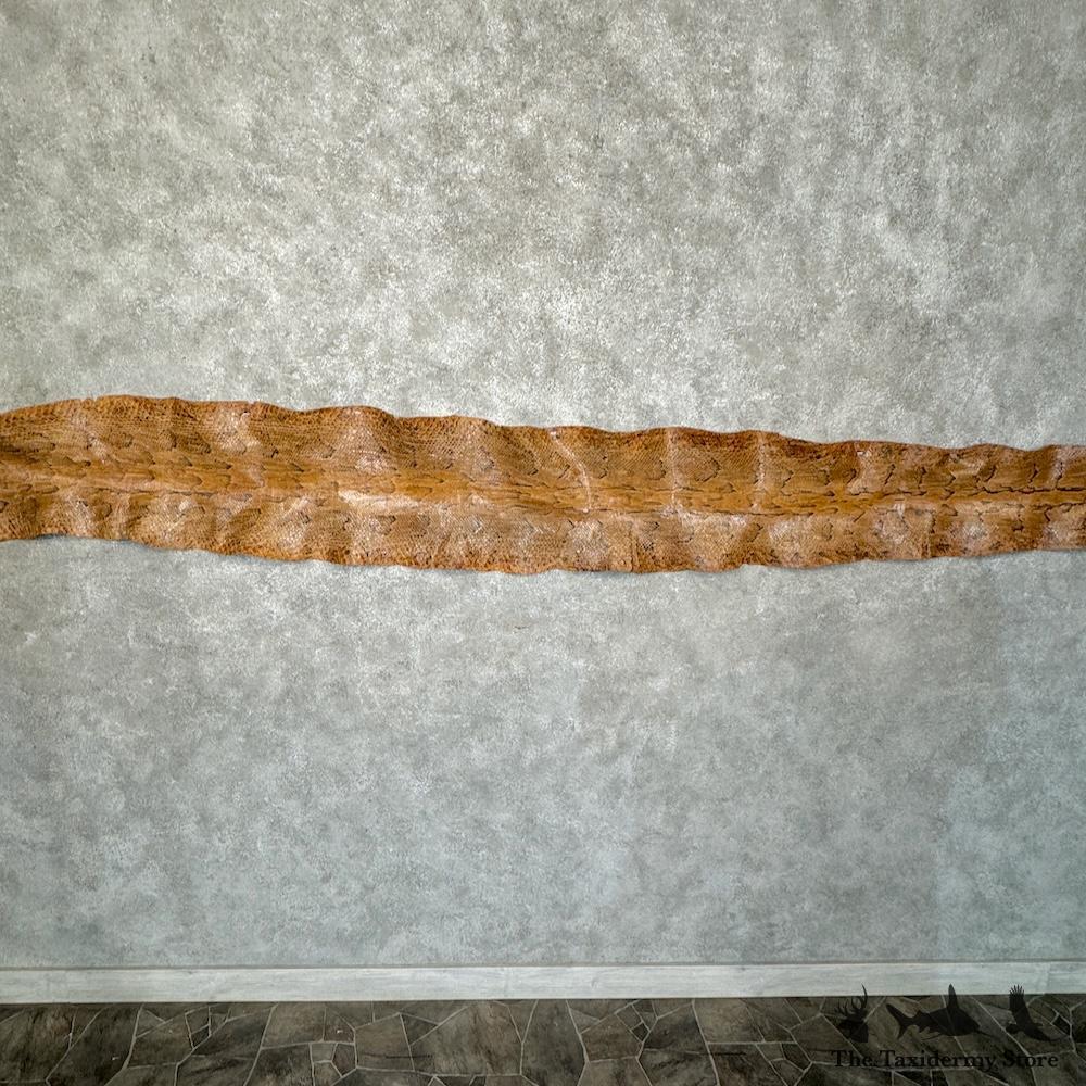 #29778 E | African Rock Python Snake Skin For Sale