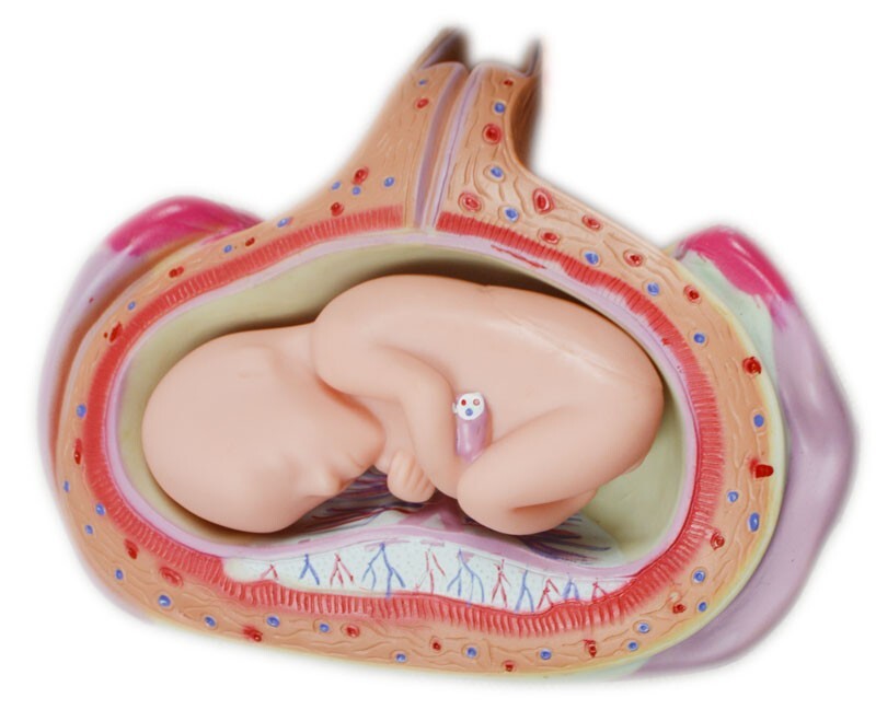 Embryo Development Process Education 8pcs PVC Anatomical Anatomy Teaching Model