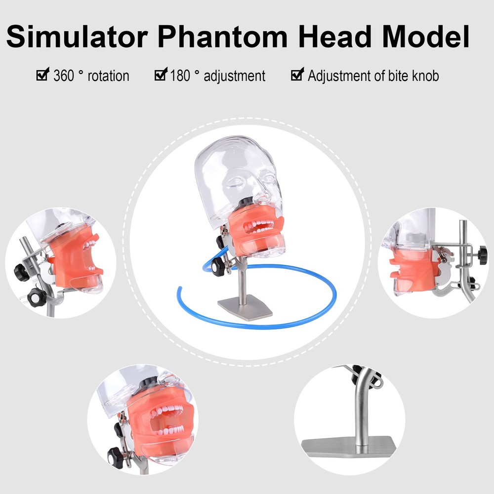 Dental Simulator Manikin Phantom Head Model Put on Desk for Training Practice