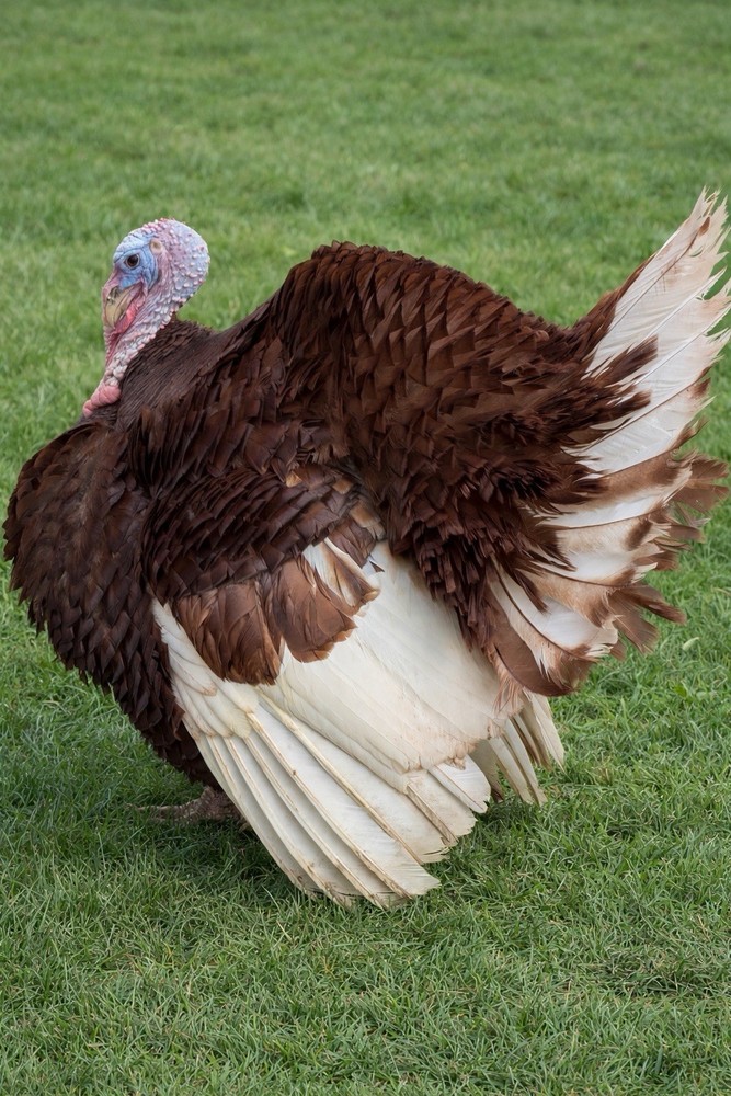 3 Bourbon Red Heritage Turkey Hatching Eggs
