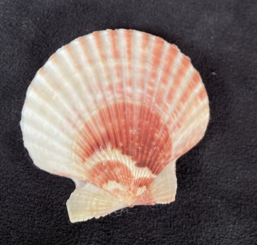 PECTINIDAE Aequipecten opercularis f. radiatus RED 51.6mm Quiberon France 2002