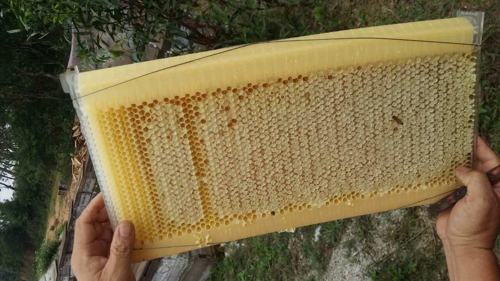 7 x Auto Shed Beekeeping Frames Beehive Frame BPA free Plastic Beehive Frames