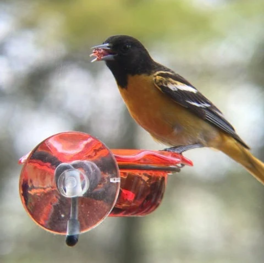 Window Oriole Freeder