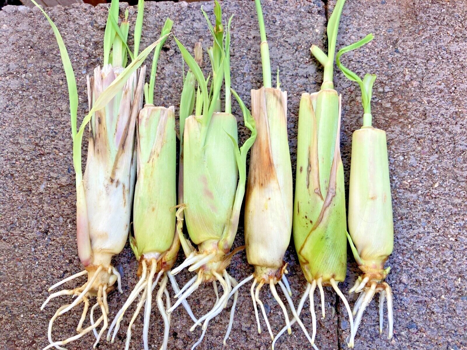 5-25 Rooted Lemongrass Stalks Ready to Plant | Fast Growing Lemon Grass Plants
