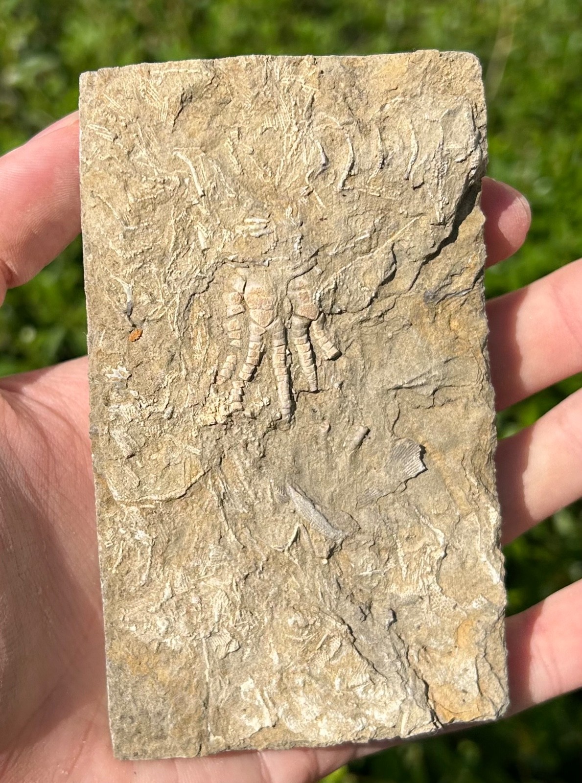 NICE Fossil Crinoid in Matrix Cymbiocrinus Alabama Bangor Limestone Formation