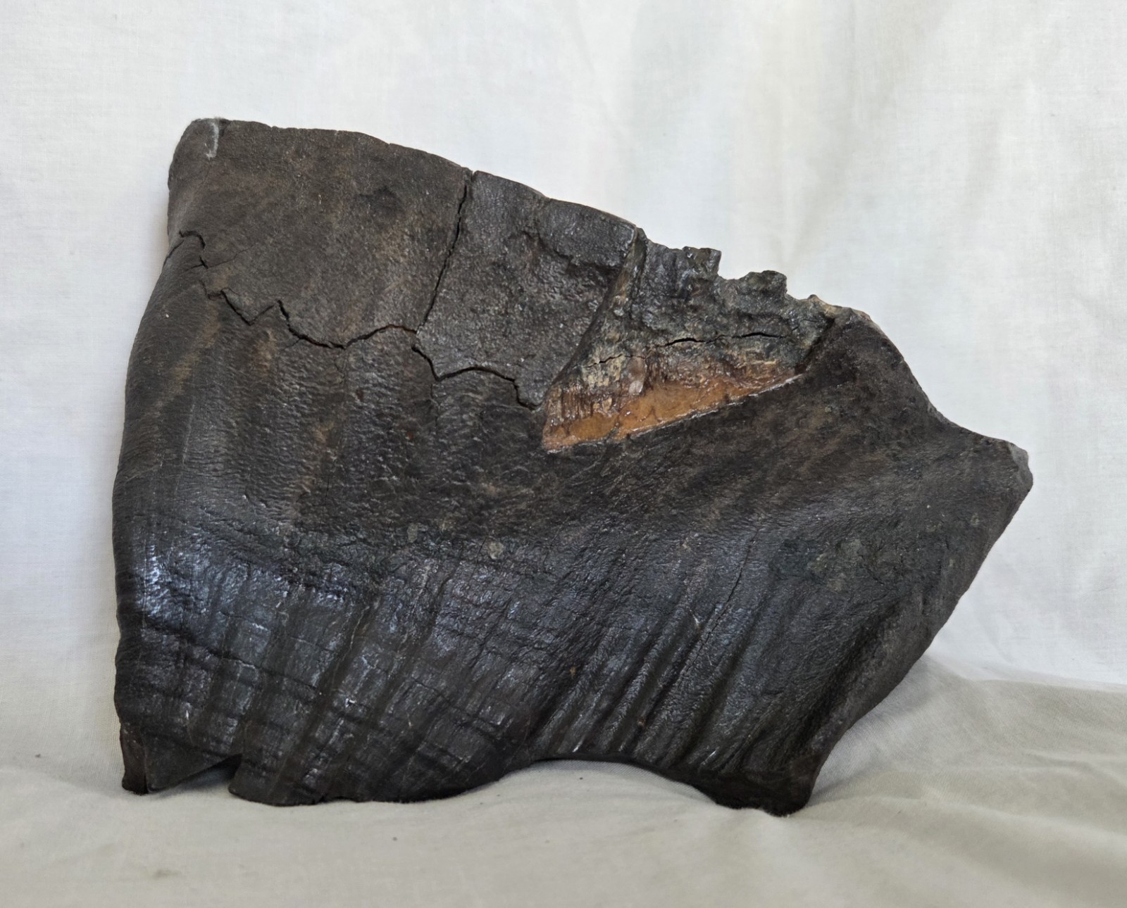 Genuine Woolly Mammoth Tooth Molar Fossil 6.5" Long