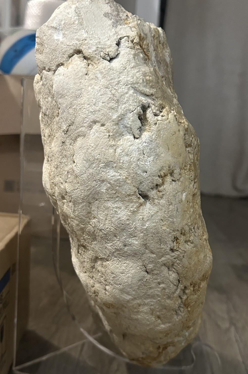 NICE 15.25” Texas Cretaceous Fossil Ammonite, Eopachydiscus Marcianus! Sutures