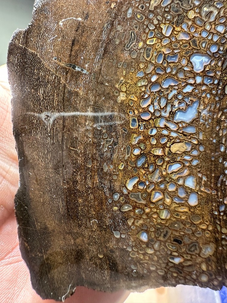 Dinosaur bone rough **hxtled partial vertebrae end cut.