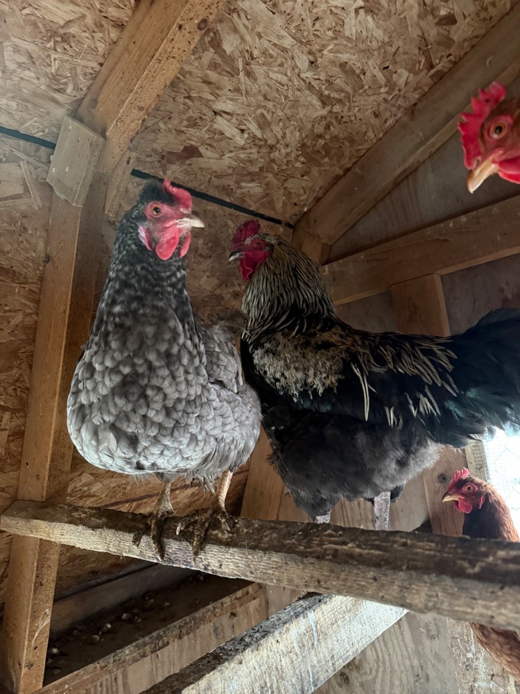 chicken hatching eggs barnyard mix