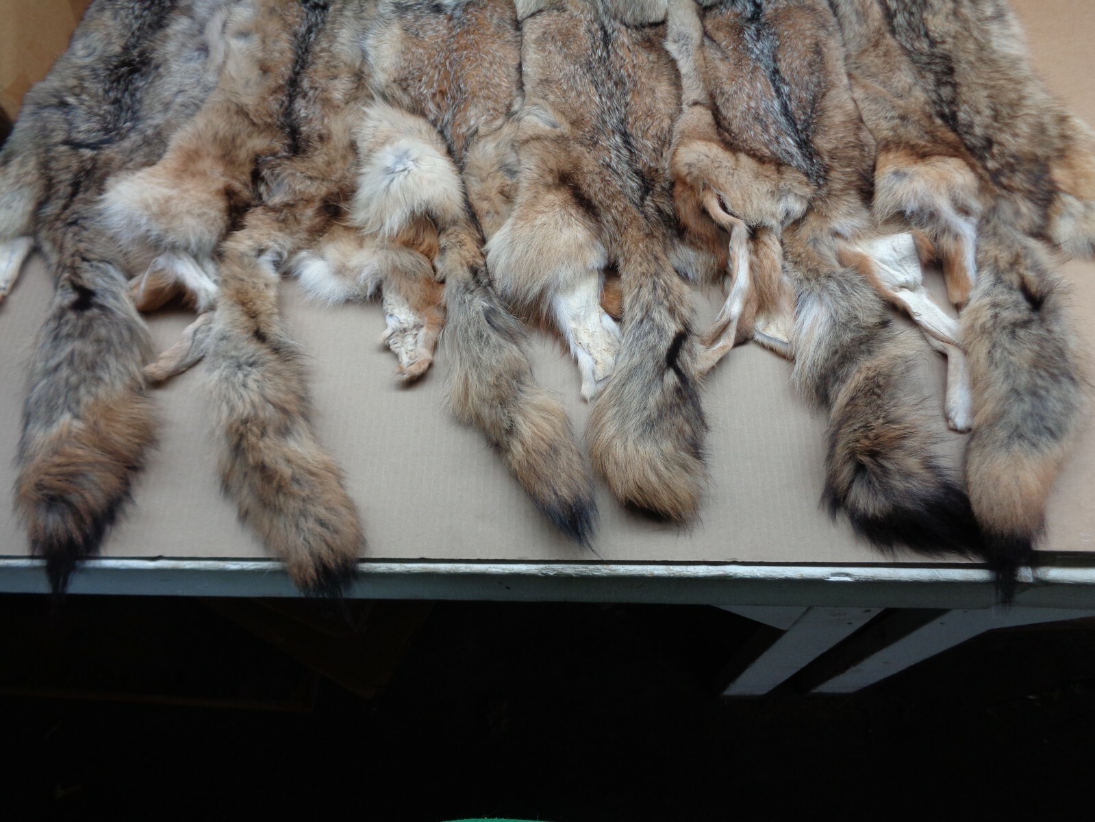 Tanned XL Flat Coyote Hide With Full Tail /Furs/Taxidermy/Crafts