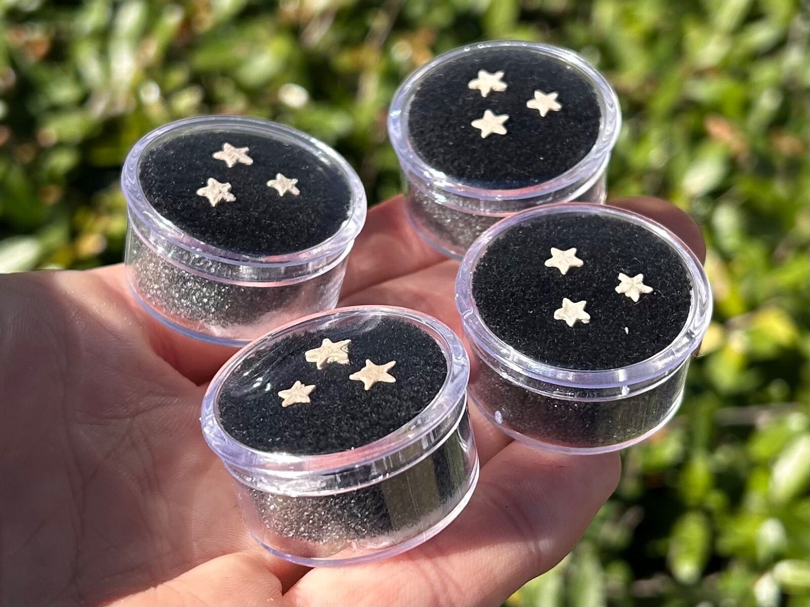 Utah Fossil Star Crinoids in Case ONE PER PURCHASE Pentacrinus Jurassic Age