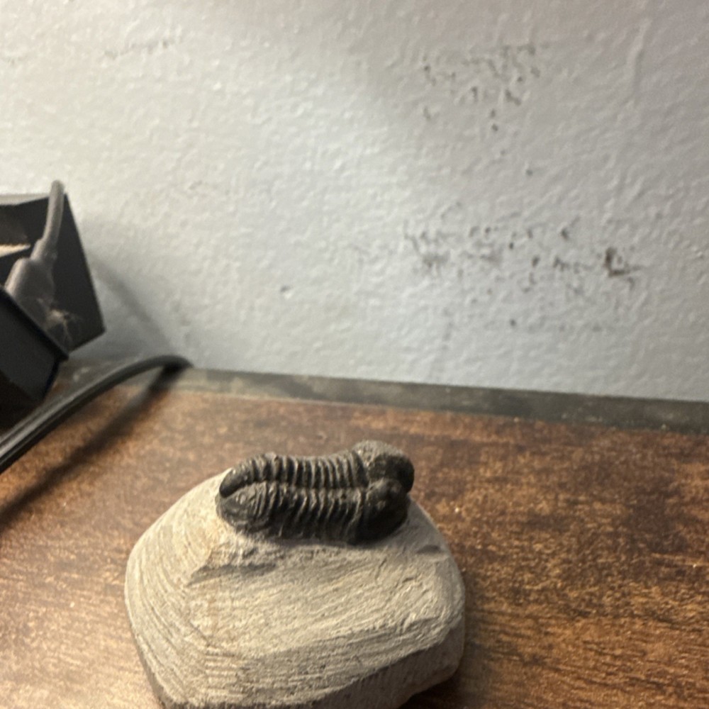 Trilobite Fossil Specimen on Matrix Rock