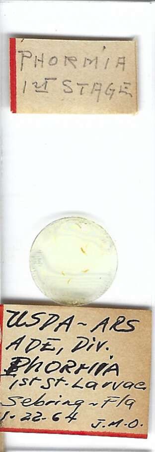 Blow Fly Phormia sp. First Stage Larvae Microscope Slide