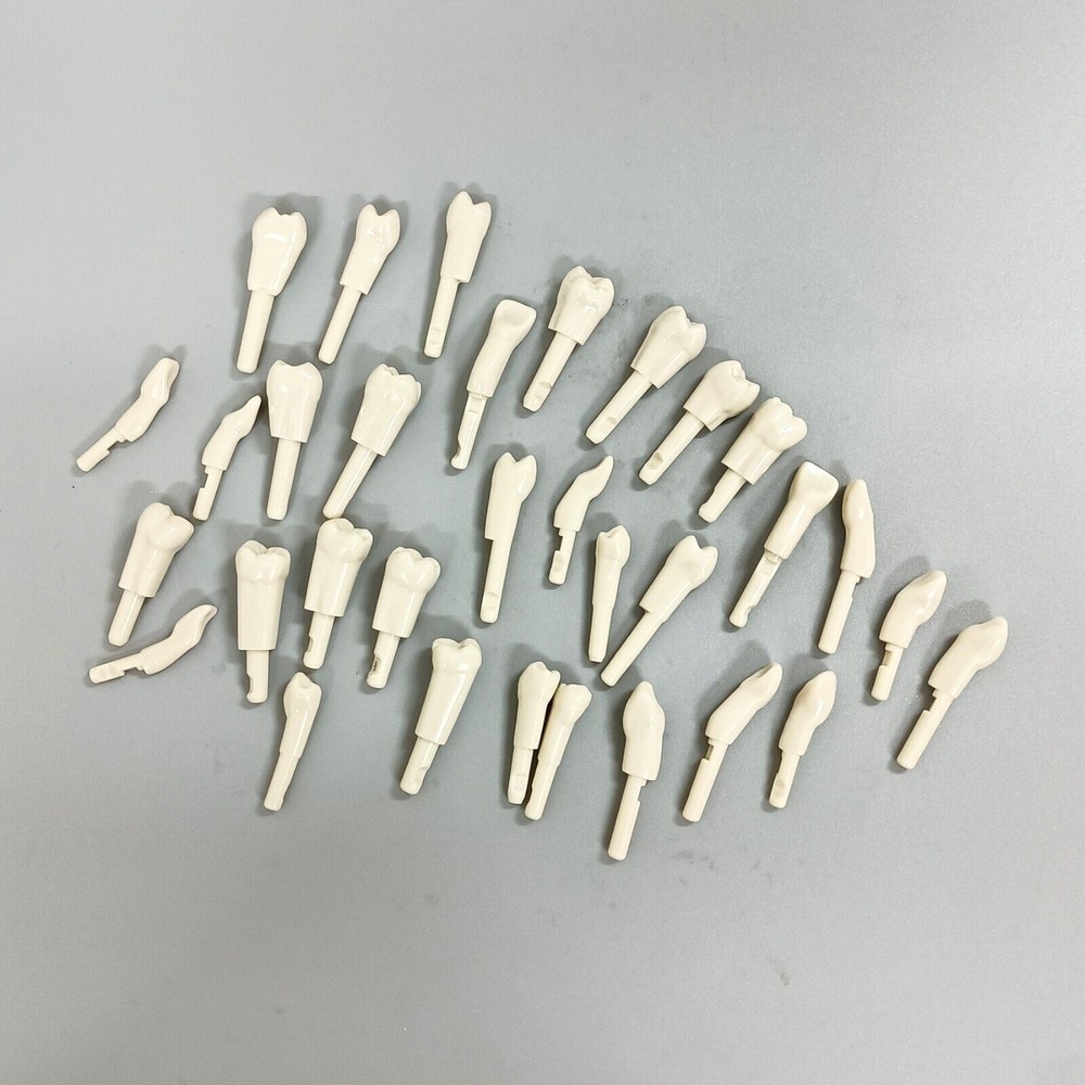Dental 32 Pcs Tooth Model fit for KaVo Basic Model Teeth Retention Mechanism