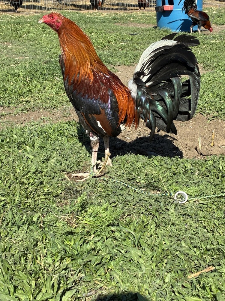 6+ Chicken Hatching Eggs