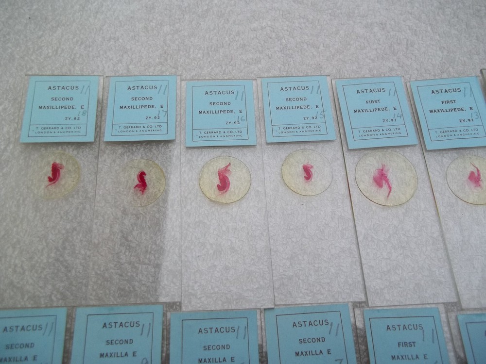 Vintage Glass Microscope Slides - 6 x Boxes