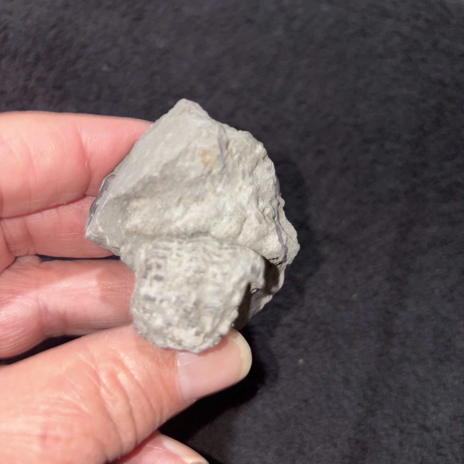 Large Pyritized Greenops Trilobite From Famous Alden NY Devonian