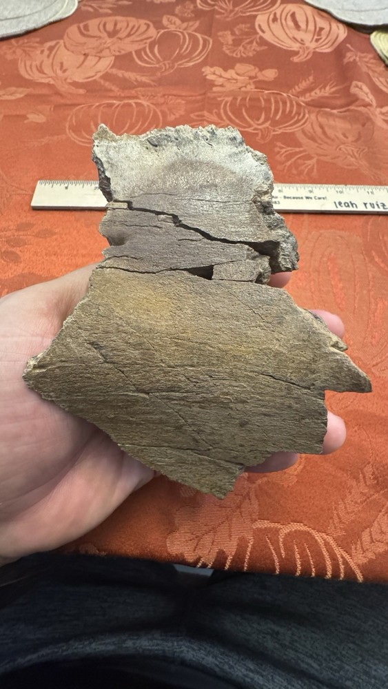 Edmontosaurus Dinosaur Fossil Partial Dentary Jaw Section
