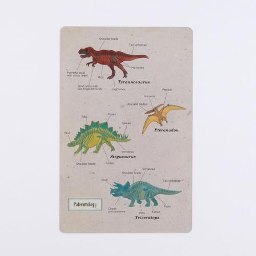 Green Flash STUDY HOLIC Clear Bookmark Paleontology ST-363