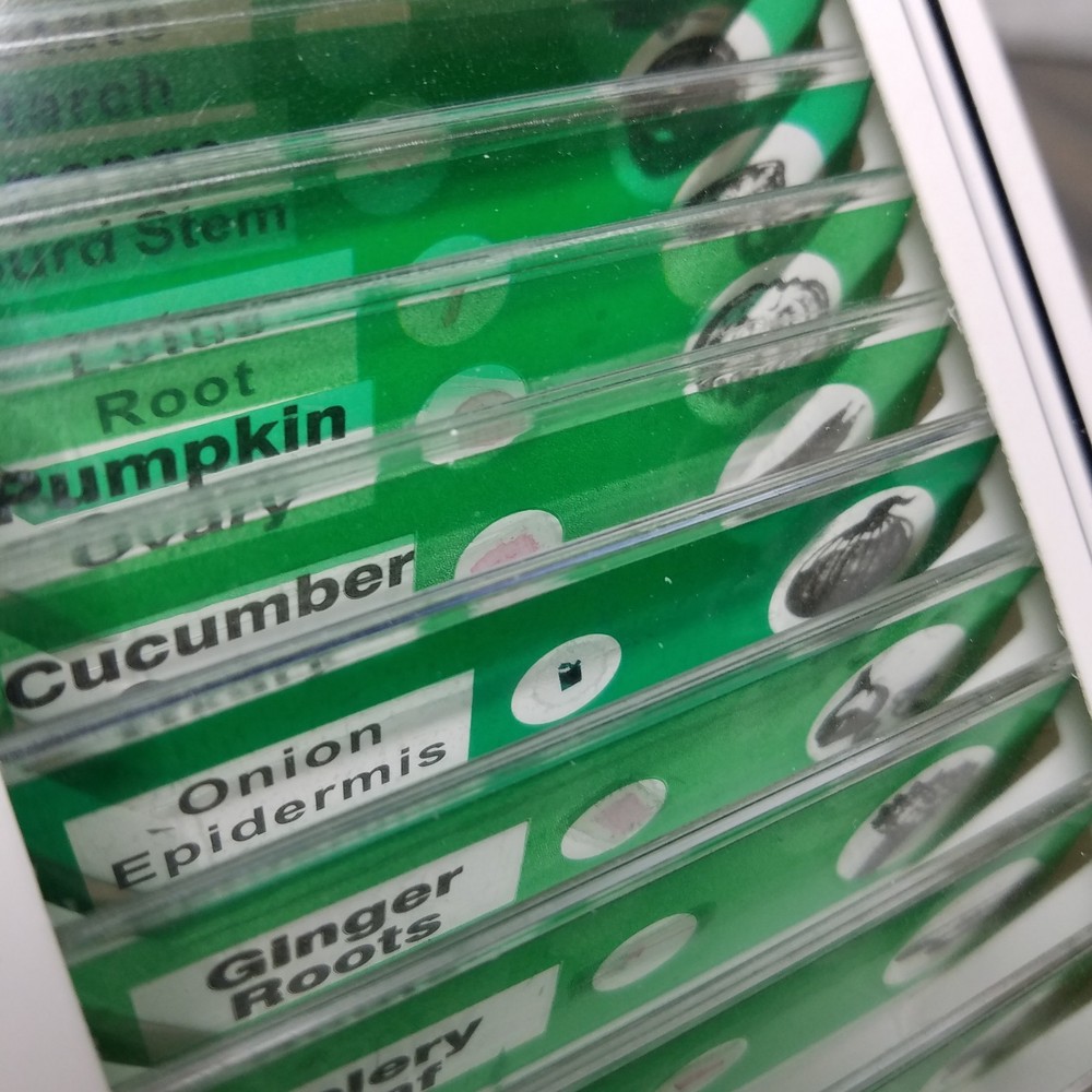 DIY Science 12 Prepared‎ Microscope Slides Educational Vegetables Corn Pumpkin