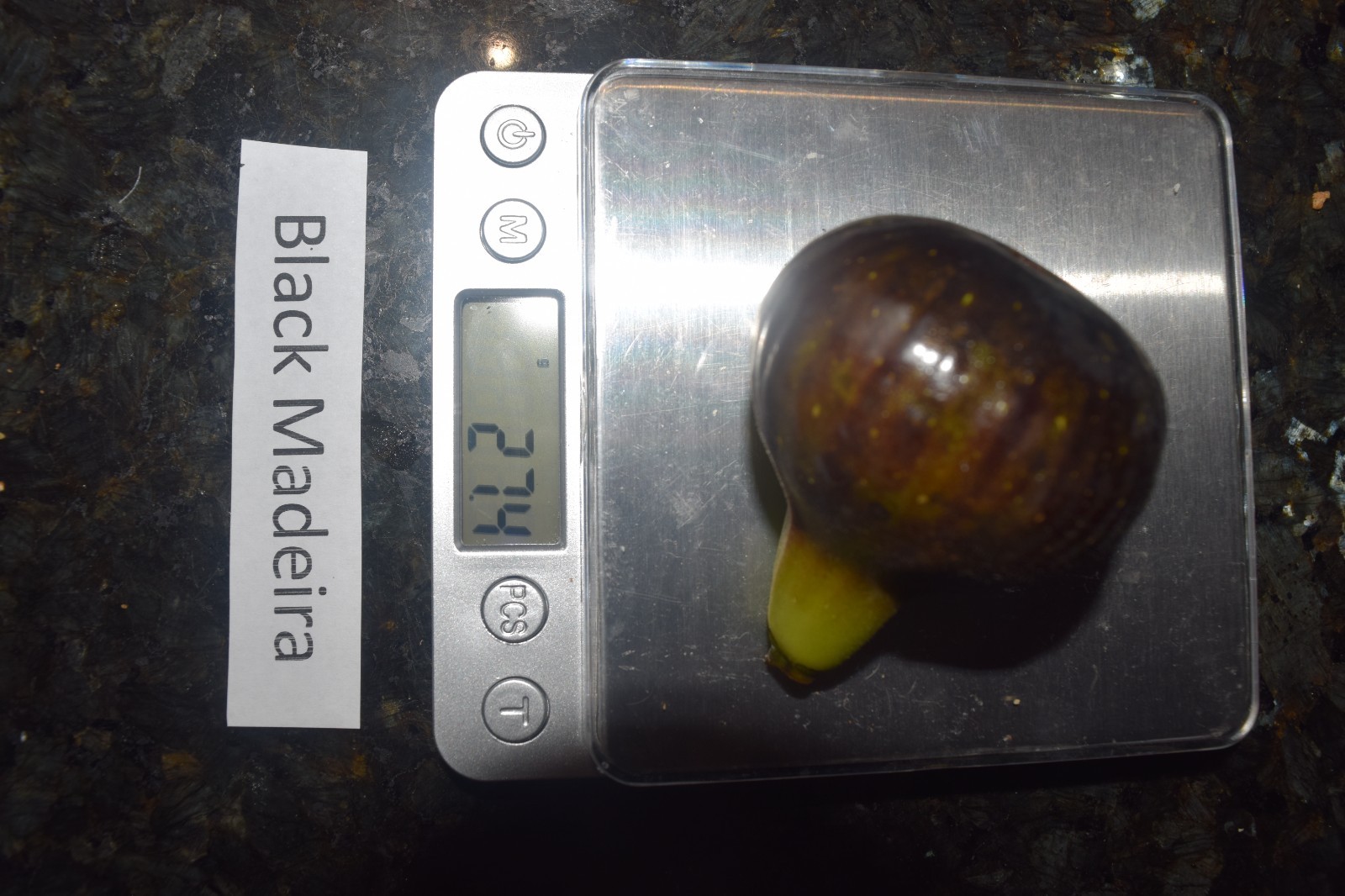 Fig Tree Cuttings. TWO FREE GIFTS. Choose Your Varieties. 50+ varieties!