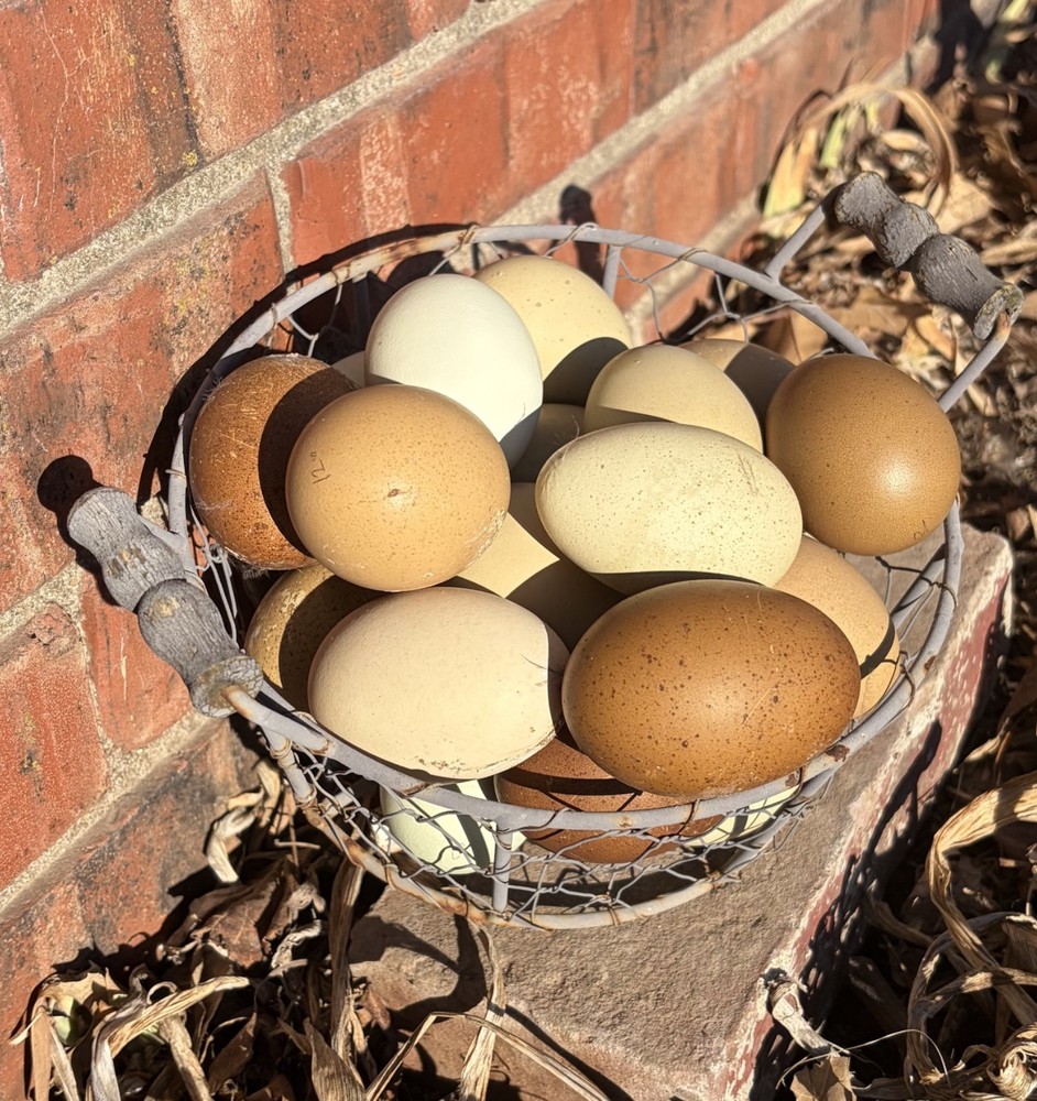 Hatching Eggs OLIVE 10+2 extra EE Marans Olive / Mint / Sage Cross