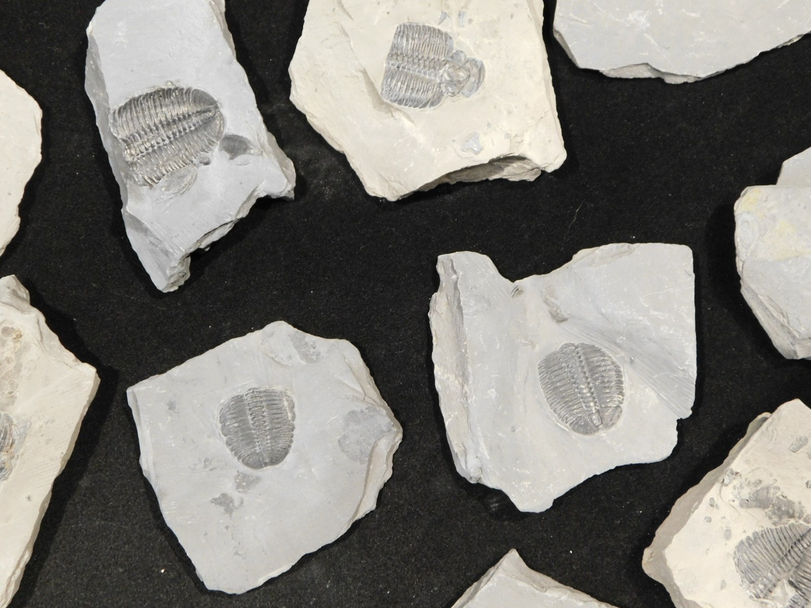 GIANT Lot of FORTY 100% Natural Elrathia TRILOBITE Fossils in Matrix Utah 2300gr