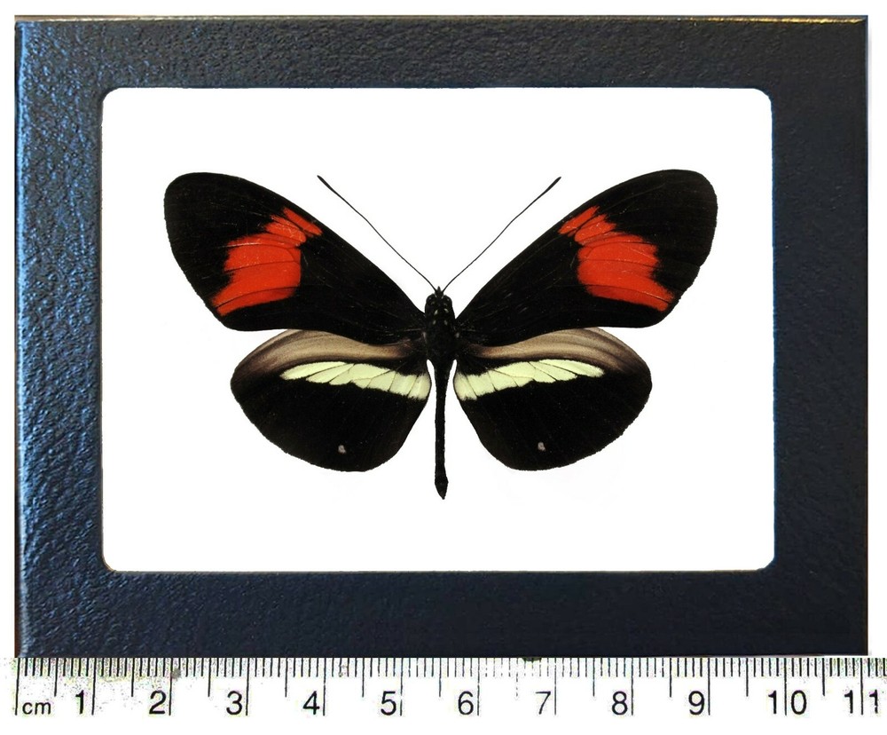 Heliconius melpomene red orange butterfly Peru framed