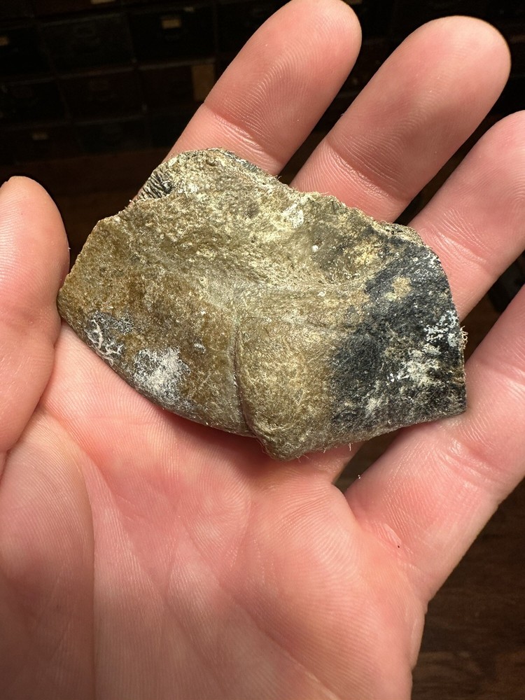LIGHTNING 2.8” TURTLE SHELL FOSSIL FLORIDA REPTILE FOSSILS