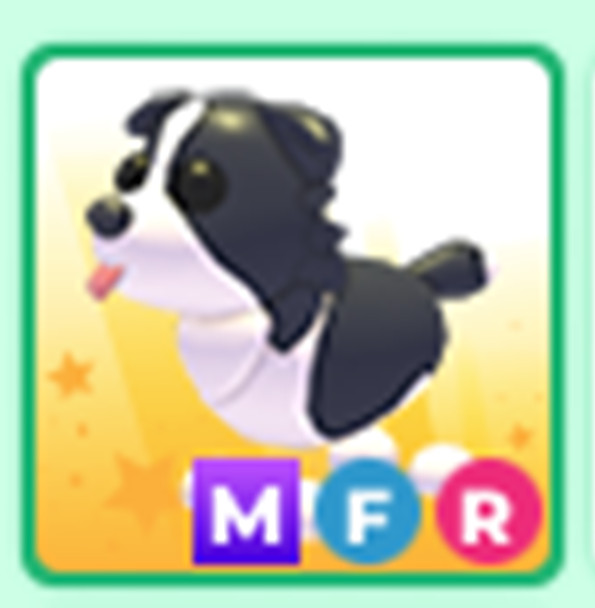 MFR  Border collie - Cheap & Trusted Store!!