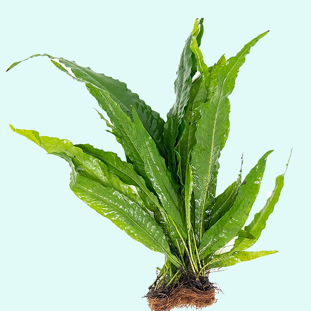 Java Fern Microsorum Pteropus Driftwood Live Aquarium Plants