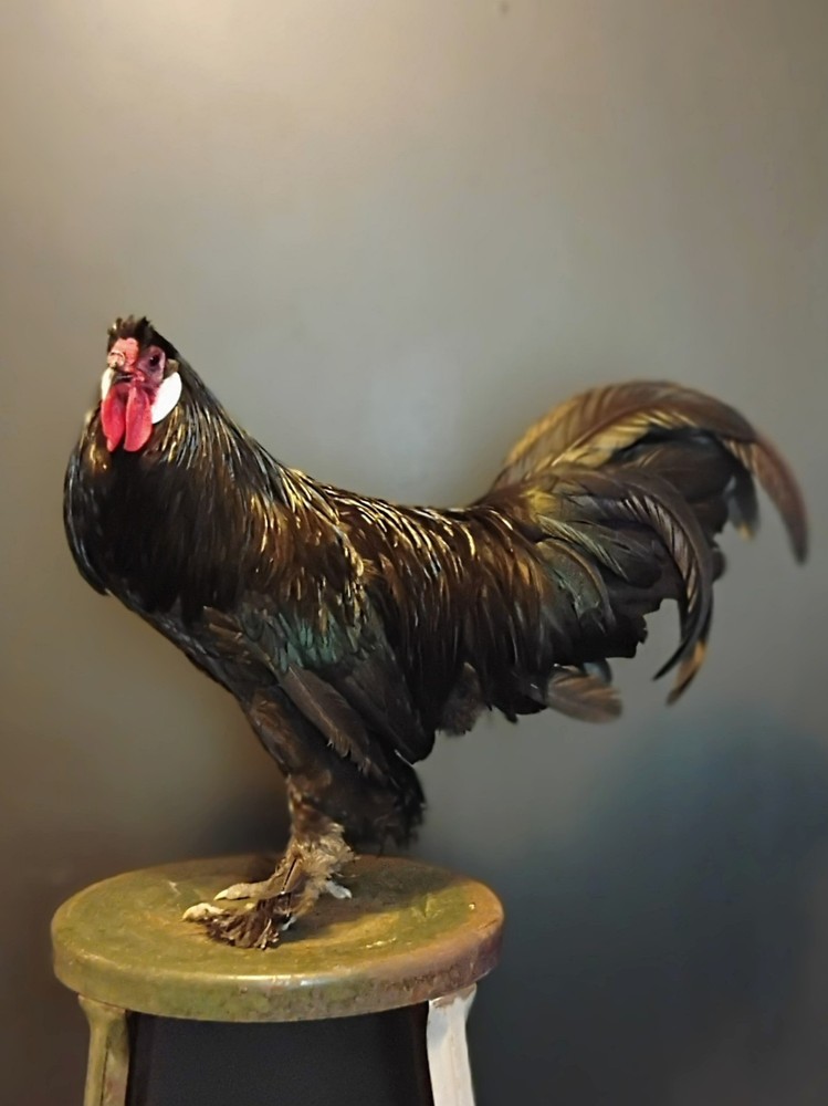 Breda Fowl Hatching Eggs