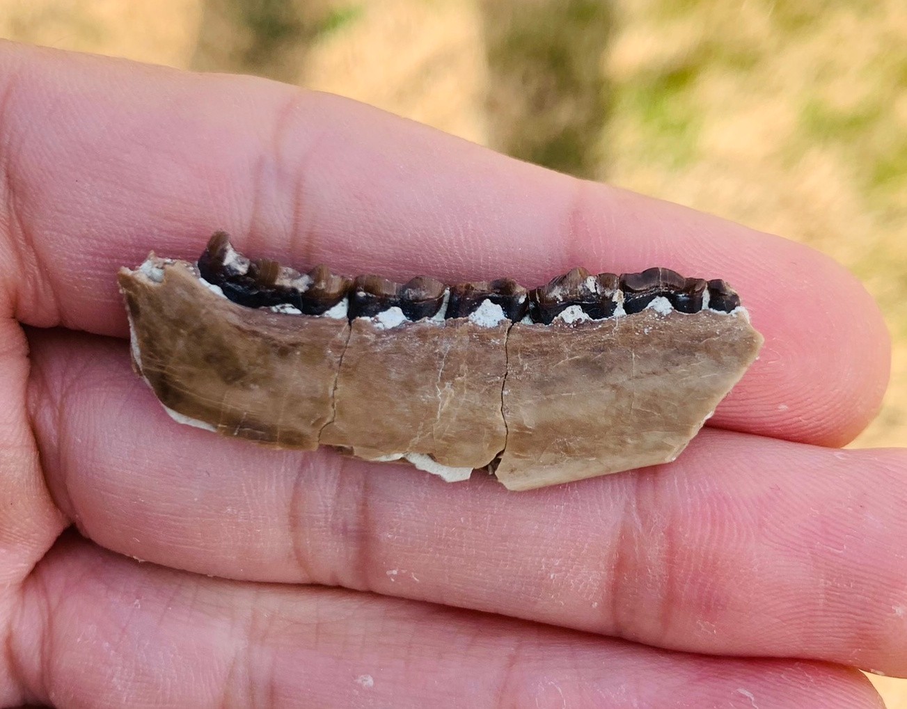Fossil Deer jaw with teeth, Nebraska, white river badlands,