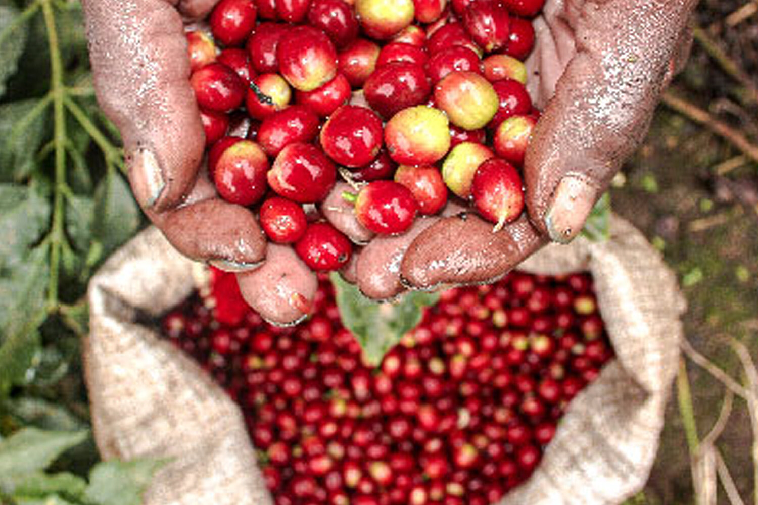 8oz/5lb - Tanzania Peaberry – African – Premium Fresh Roasted To Order Coffee