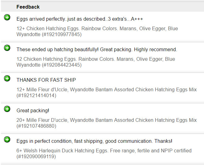 6 Lavender and Split to Solid Black Marans Chicken Hatching Eggs Purebred NPIP
