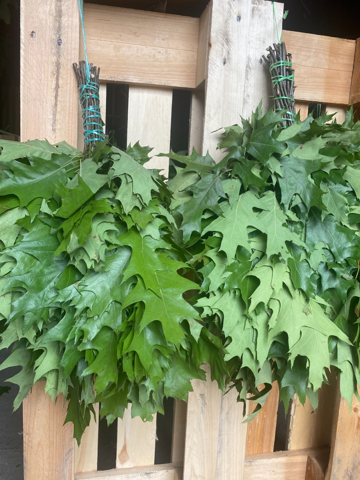 12 Oak brooms sauna banya venik Eiche whisks eco 2025 Ukrainian