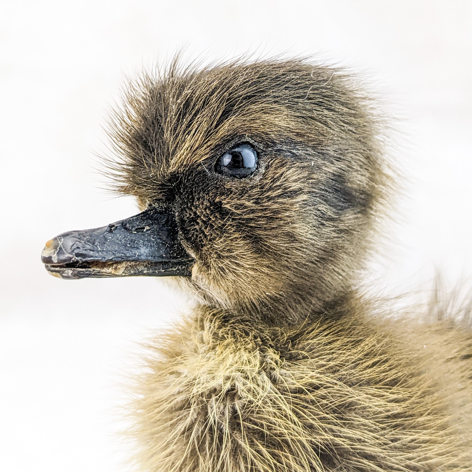 Domestic Duck (NATURAL DEATH) on wood standing Baby Duck taxidermy oddities