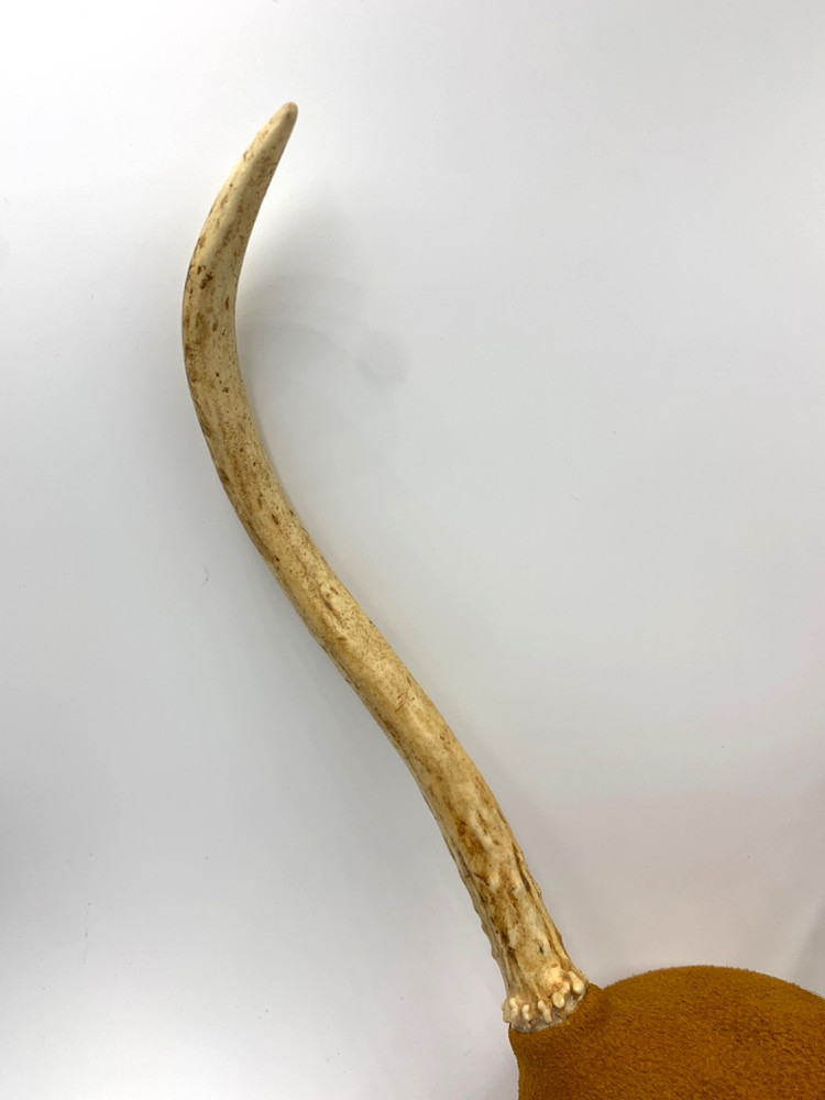 Mounted White-Tail Deer Antlers