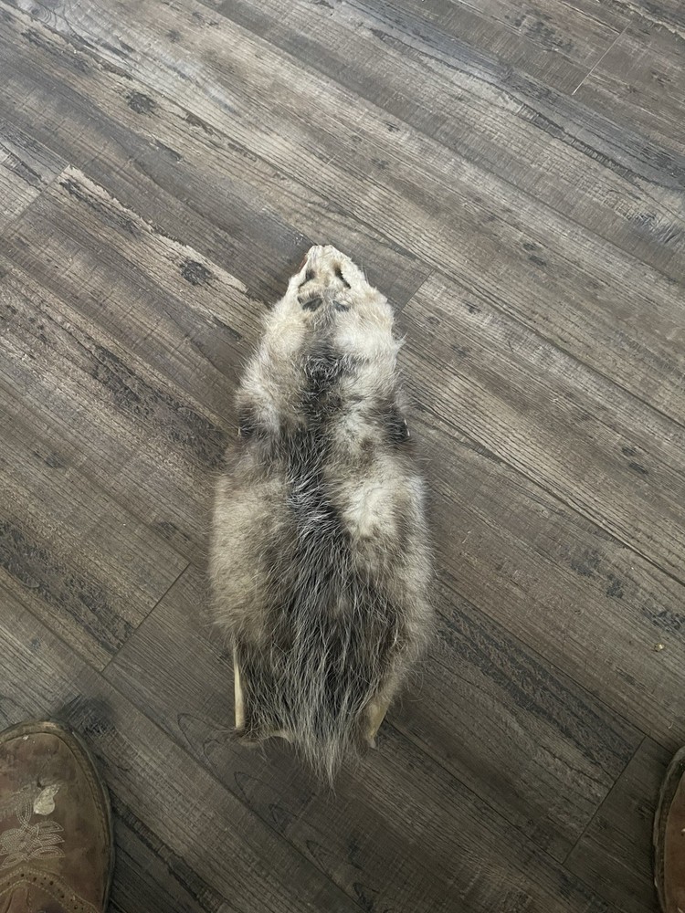 Dried Opossum Hide Not Tanned