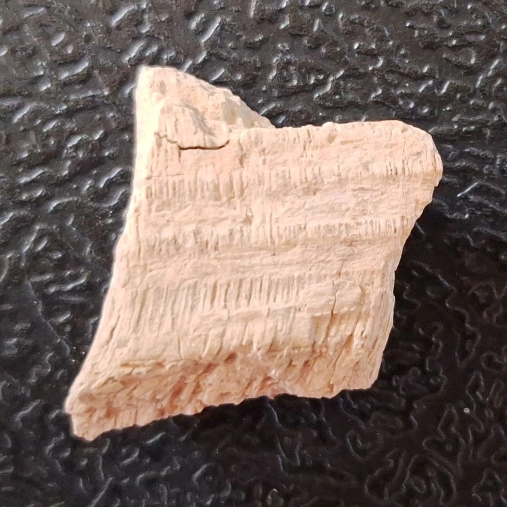 Petrified Wood Fossil Specimen Fragment