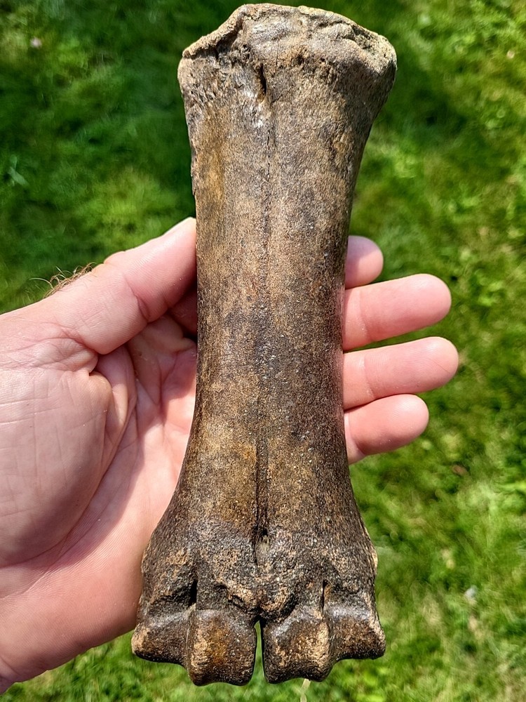 Bison metacarpal Historic bison foot bone