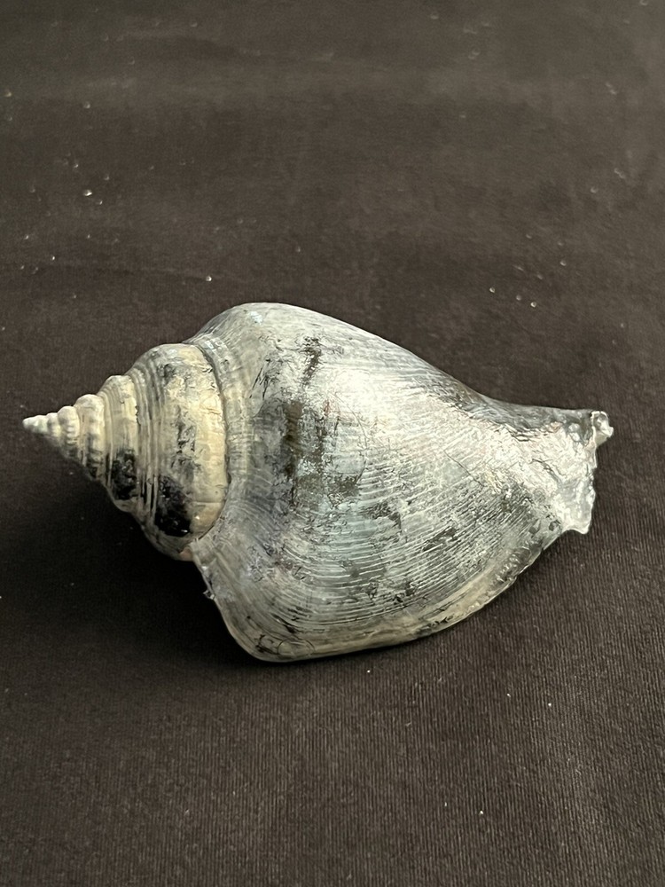 RARE Fossilized FIGHTING CONCH Shell From Central Florida.
