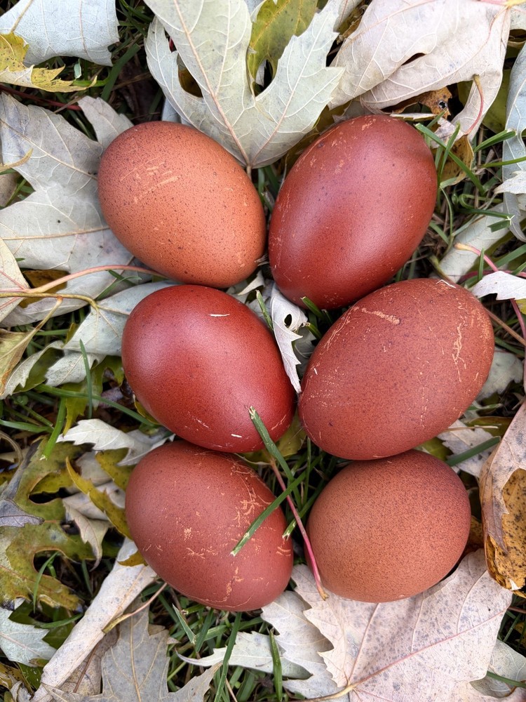 12 + Extras - Black Copper Marans Hatching Eggs (NPIP# 34-785) READ DESCRIPTION