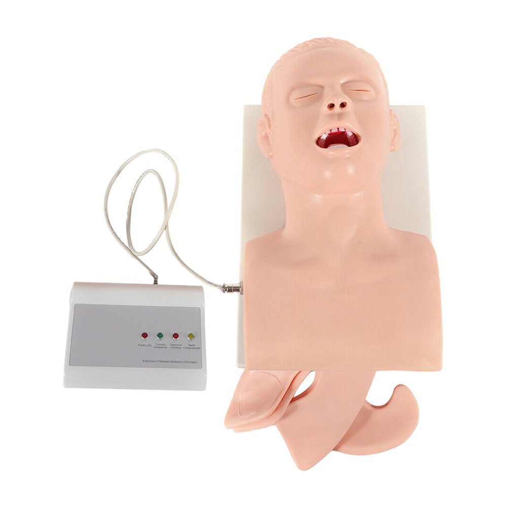 Intubation Model Lab Intubation Airway Management Training Model Teaching Model